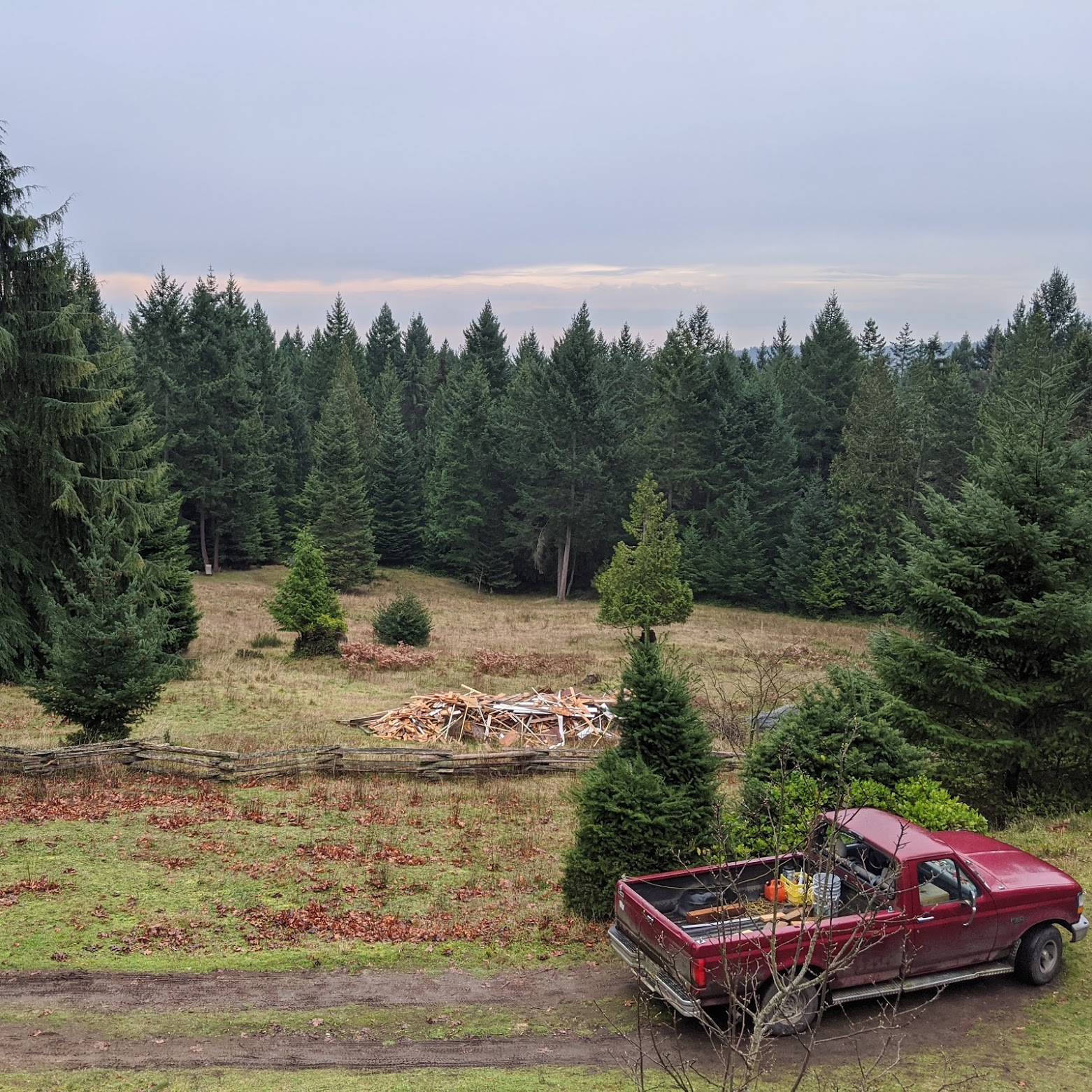 A view of a forest on Galiano Island